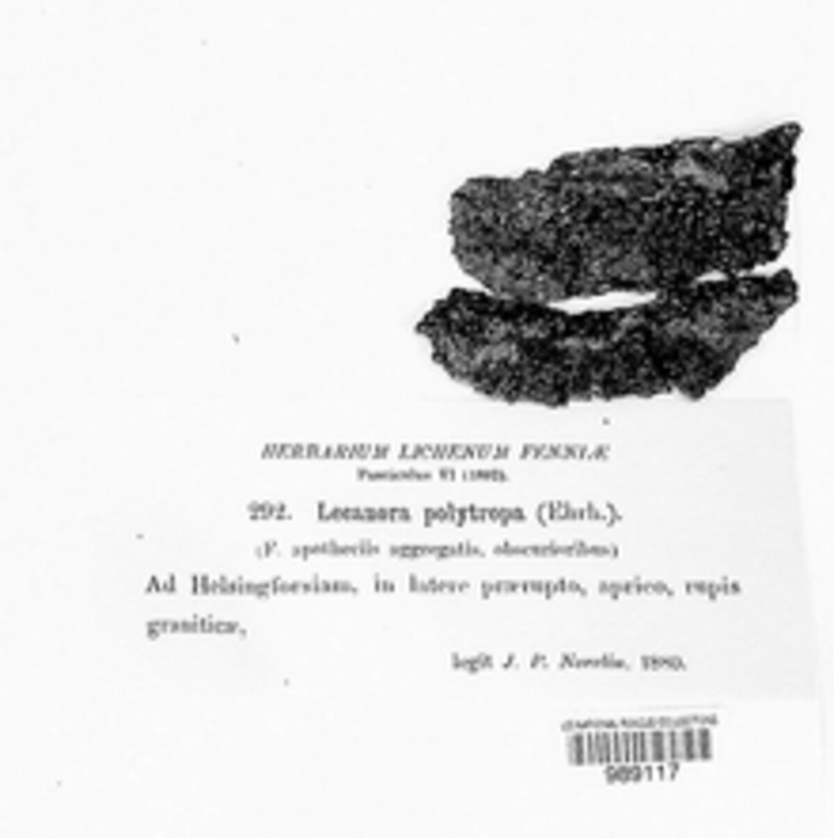 Lecanora alpigena image